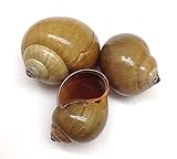 PEPPERLONELY 3 PC Polished Green Snail Sea