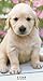 2017-2018 Puppies 2 Year Pocket Calendar by 