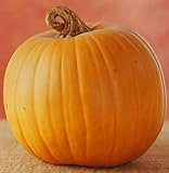 50 JACK O LANTERN PUMPKIN Cucurbita Maxima Seeds (Grow 100 pound pumpkins!)