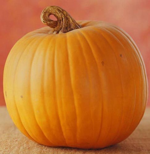 50 JACK O LANTERN PUMPKIN Cucurbita Maxima Seeds (Grow 100 pound pumpkins!)