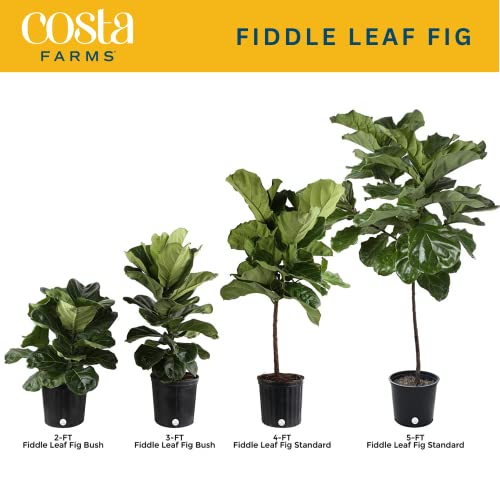 Costa Farms Fiddle Leaf Fig Tree, Live Indoor Floor Plant, Great Living