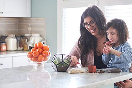 4 Shop+Succulents+Unique+Succulent+Collection