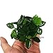 Greenpro Anubias Nana Petite Live Aquarium Plants Fish Tank Decorations Freshwater Plant