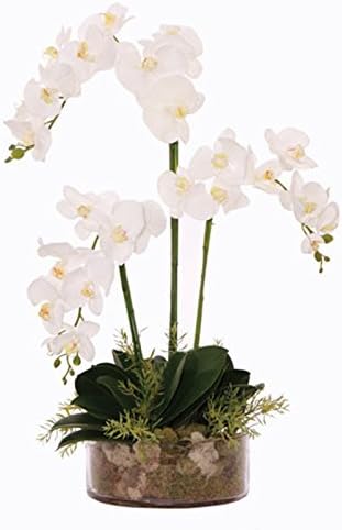 White Silk Phalaenopsis Orchid with Moss in Glass Container
