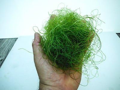 Say Aquariums 1 Cup of Live Chaetomorpha Chaeto Chato (1 Cup)