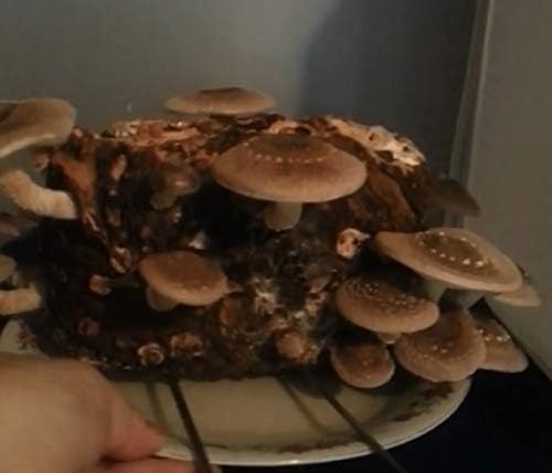 Shiitake Mushroom Kit