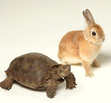 Amazon 歩いていこう いきものがかり J Pop 音楽