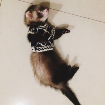 FULUE Ferret Vest Clothing?Ferret Accessories Kit Outfit - //coolthings.us