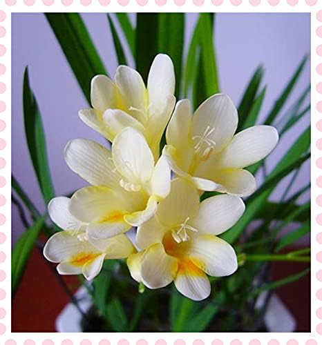 Amazon フリージア球根レア 装飾 素晴らしい花繁栄ワンダフルガーデン花は珍しい活発な植物丈夫な植物 植物の球根 球根 2 ガーデンオーナメント 置物