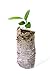 TreesAgain Lot of 3 Key Lime Tree - Citrus × aurantiifolia - starter plugs