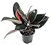 Burgundy India Rubber Tree Plant - Ficus - an Old Favorite - 4