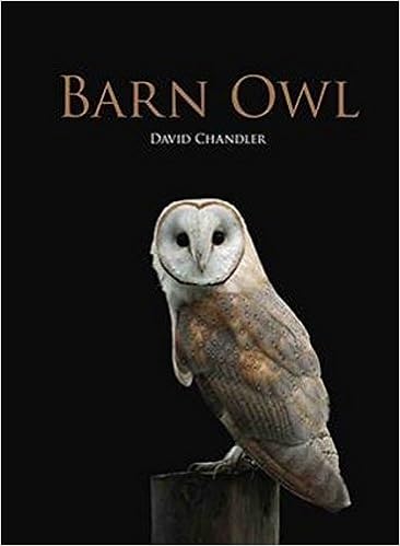 Barn Owl Amazon Co Uk David Chandler 9781847737687 Books