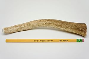 Image of ONE (1) Large sized Elk Antler Chew Bone For Medium to Large Dogs, 7" - 9" long, elk antler chew for medium to large dogs up to 50 pounds, antler dog horn