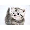CU.RONG Cute Kitten Cat Art Print on Canvas,Wall Decor Poster 24x36 inches