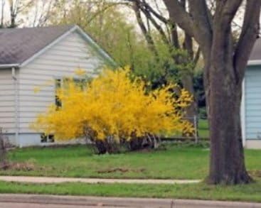 Fresh Forsythia 'New Hampshire Gold' - Starter Plant