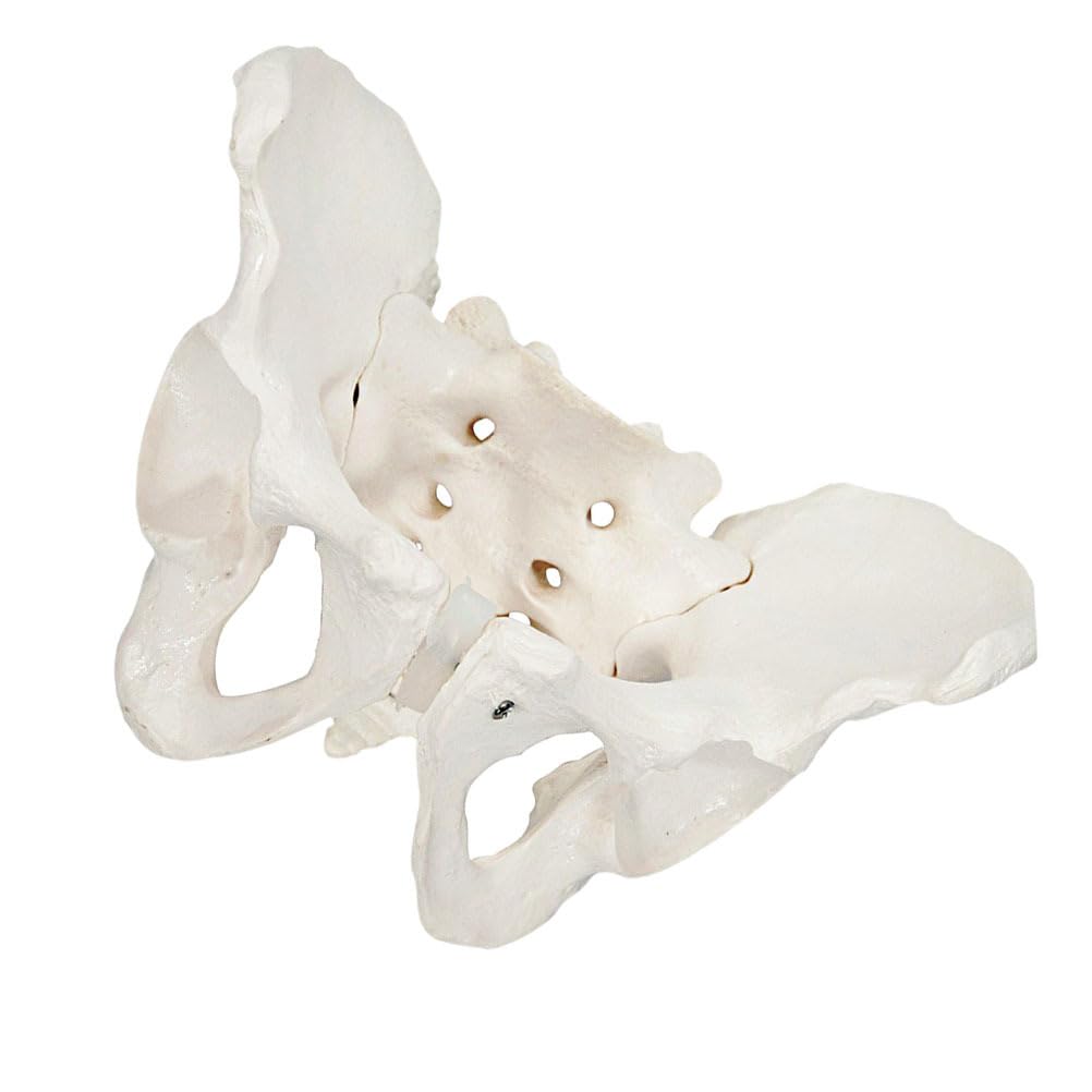 Balacoo Life Size Female Pelvis Model, Hip Model – Female Anatomy, Hip Bone Pelvic Anatomical