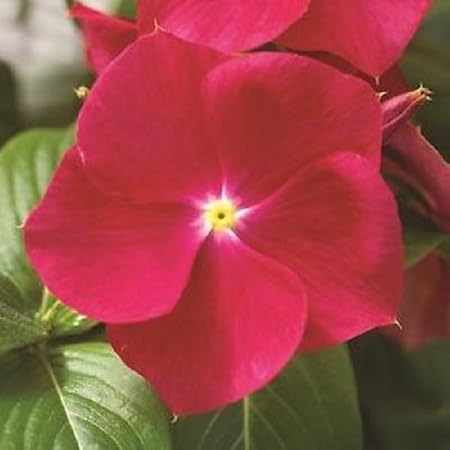 Amazon Com 40 Vinca Strawberry Periwinkle Flower Seeds Annual Garden Outdoor