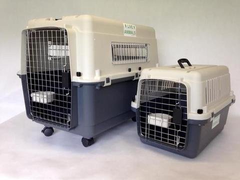 dog that dont shed a lot