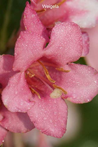 Weigela: Weigela notebook blank pages - Journal to write in - 120 pages - 6"x9"