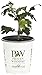 Azurri Blue Satin Rose of Sharon (Hibiscus) Live Shrub, Blue Flowers, 4.5 in. Quart