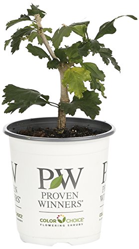 Azurri Blue Satin Rose of Sharon (Hibiscus) Live Shrub, Blue Flowers, 4.5 in. Quart
