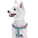 Blueberry Pet Step-in Pink Flamingo on Light Emerald Dog Harness, Chest Girth 23.5