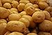 Potato Yukon Gold certified ORGANIC Seed Potatoes - 10 Heirloom Yellow Potatoes