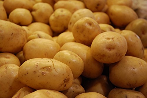 Potato Yukon Gold certified ORGANIC Seed Potatoes - 10 Heirloom Yellow Potatoes Potato Yukon Gold certified ORGANIC Seed Potatoes - 10 Heirloom Yellow Potatoes