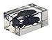 Celestron – Real 3D Bugs in Clear Resin – 4pc Set Includes Hornet, Black Camellia, Rose Chafer, and Spider – Perfect for Science Eduction and Classroom – Use with Digital and Stereo Microscopes