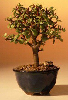 Bonsai Boy's Baby Jade Bonsai Tree - Small Portulacaria Afra