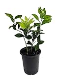 Meyer Lemon Tree + Certificate -Fruiting Size- 6