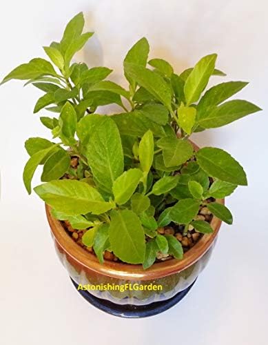 Gynura Procumbens Longevity Spinach Perennial Vegetable 1 Starter Plant with 3 Cuttings per Pot!! from Amazingflgarden