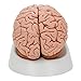 3B Scientific C18 Classic Brain 5 part - 3B Smart Anatomy