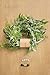 Ling's moment Artificial Greenery Foliage Garland 5.5FT, Real Touch 21pcs Mixed Plastic Hanging Basket Plants Vine Curtain - Eucalyptus Willow Fern Wisteria, for Wedding Backdrop, Mantel, Tablescape