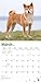 Shiba Inu 2019 12 x 12 Inch Monthly Square Wall Calendar, Animals Asian Dog Breeds