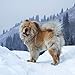 Chow Chow 2019 16 Month Wall Calendar 12 x 12 Inches