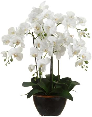 24" Phalaenopsis Orchid Plant in Ceramic Pot White (Pack of 2)