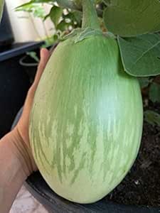 AGROBITS Gigante Ronda de berenjena de Semillas tailandÃ©s nativo ...