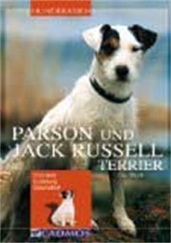 jack russell terrier harga