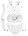 JustinCostume Women's Cosplay Lingerie Set Kitten Keyhole Cute Sexy Outfit