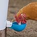 (4 Pack) Oasis Chicken Watering Cups | Drill Bit and Hardware Included! | Fully Automatic Poultry Waterers | No Floats or Tabs to Peck! | Qty: 4 (Blue)