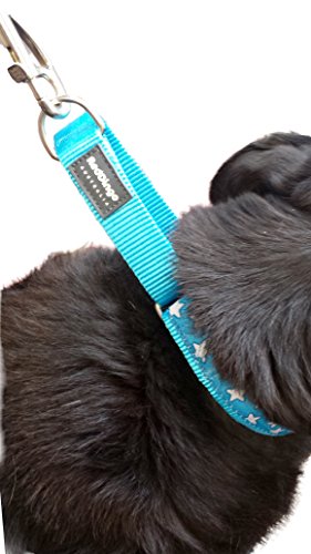 Red Dingo Martingale Lime Green with Turquoise Stars Collar, Small-Medium