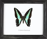 Insectfarm Framed Real Common Bluebottle Butterfly Collection Display Insect Taxidermy