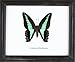 Insectfarm Framed Real Common Bluebottle Butterfly Collection Display Insect Taxidermy