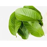 Premium Organic Fresh Guava Leaves, 100% Natural, Non- GMO, Whole Leaves, Fresh Leaves Picked the Day of Your Order, Guava Loose Leaf Herbal Tea (15 Fresh Guava Leaves)