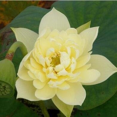 Amazon Com 10pcs Pack Bowl Lotus Seed Hydroponic Plants Aquatic Plants Flower Seeds Pot Water Lily Seeds Bonsai Garden 10 Garden Outdoor