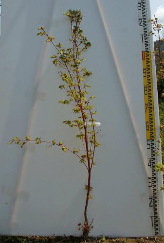 Amazon 大苗 モミジ 紅葉 珊瑚閣 サンゴカク 地堀苗 中 果物