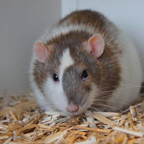 Kleintier-Einstreu Häckselgut Häcksel aus Miscanthus/Elefantengras für Hasen Kaninchen Maus Vogel Meerschweinchen - Kleintierstreu / Hamsterstreu statt Stroh- u. Hobelspäne für Käfig & Stall (2x 170l) – Bild 6