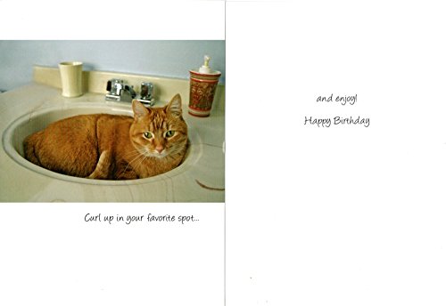 CAT LOVERS HILARIOUS BIRTHDAY CARDS - INCLUDES MANY CAT THEMES - 48 CARDS {jg}-NOTECARDS WITH ENVELOPES,ORGANIZER, , ASSORTED CARDS,HALLMARK,AMERICAN GREETINGS