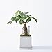 Sustee Aquameter (Green, Large, Refillable) - Plant Soil Moisture Meter, Sensor, Probe, Indicator - Best for Potted Plants